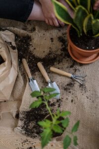 Tips for Creating a Sustainable Home Gardening Routine